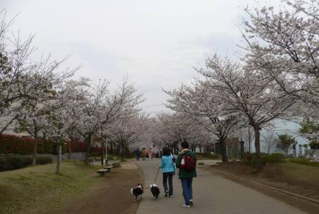 ★桜・さくら・サクラ　♪　サクラ色に染まる思い出★_d0059230_317353.jpg