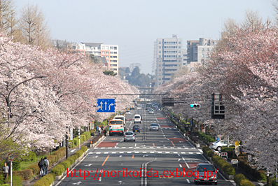 桜の花満開☆国立・大学通り_d0086230_9401278.jpg