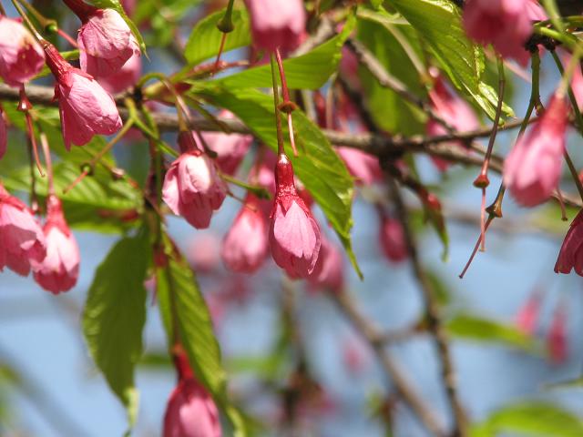 寒緋桜/緋寒桜　(カンヒザクラ/ヒカンザクラ)_f0099535_20421190.jpg