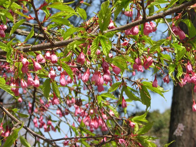 寒緋桜/緋寒桜　(カンヒザクラ/ヒカンザクラ)_f0099535_20434314.jpg