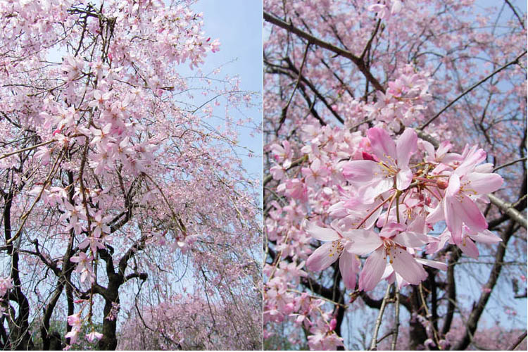 近づいて見る桜　　　　　approach cherry blossoms_b0029036_16585293.jpg