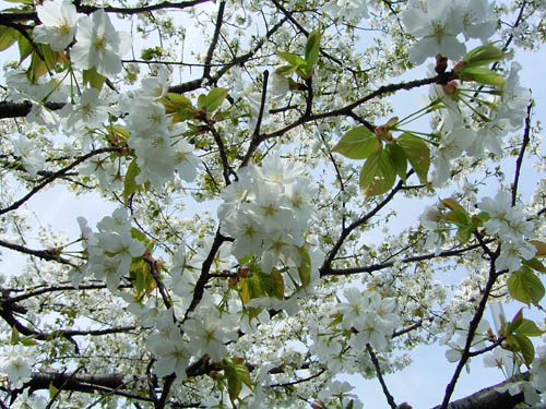 近づいて見る桜 approach cherry blossoms_b0029036_16591279.jpg
