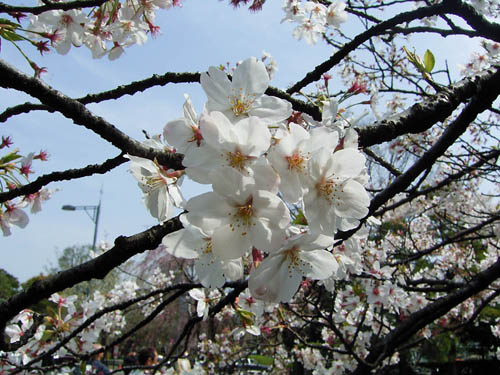 近づいて見る桜 approach cherry blossoms_b0029036_16592931.jpg