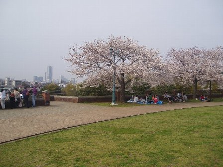 根岸森林公園のサクラ_c0012640_17182491.jpg