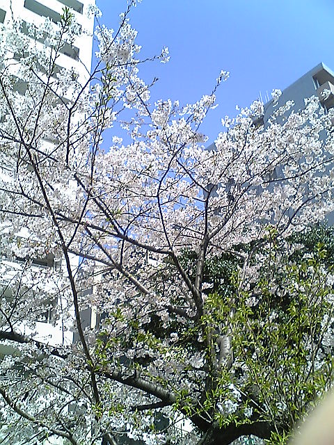e0087443_1754319.jpg