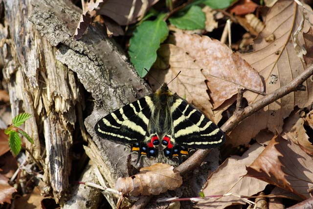 ギフチョウ♂/神奈川県.小倉山産【標本】 ギフチョウ♂/神奈川県.小倉山産【標本】 キチョウ標本
