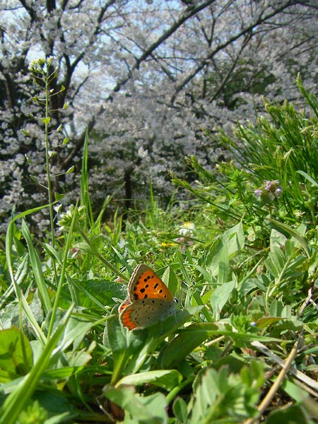 さいたま市（ミヤマチャバネセセリなど）_c0045352_16232188.jpg