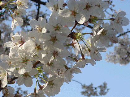f0052756_22335057.gif