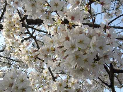 f0052756_22462075.gif