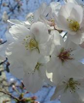 c0039857_11475797.jpg