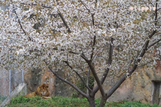 桜のみさき公園 動物園でお散歩