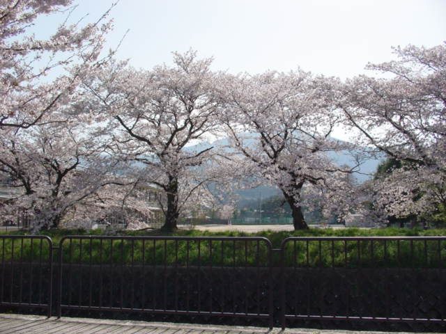 桜満開・・・比叡山を望む_a0057559_2324953.jpg