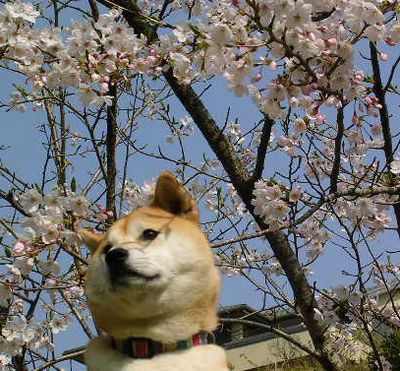4月1日(日)・・・桜、さくら、サクラ・・・と、夢の実現!_f0060461_1581555.jpg