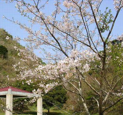 ４月１日（日）・・・桜、さくら、サクラ・・・と、夢の実現！_f0060461_1593234.jpg