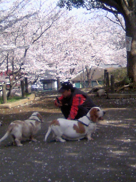 今日のうちのこと桜_d0113563_11513440.jpg