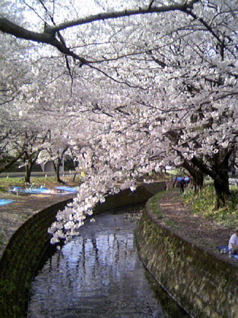 今日のうちのこと桜_d0113563_126387.jpg