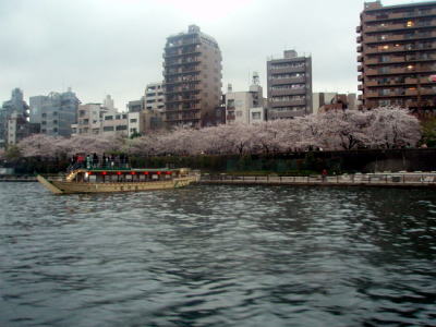 今日の稽古は・・・そして櫻_c0023172_19183818.jpg