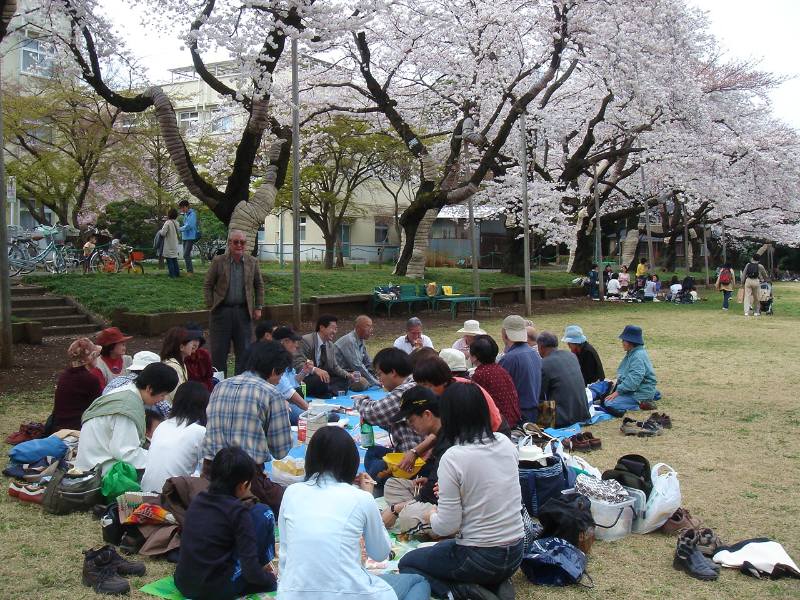 お花見 佐野いくおのブログ