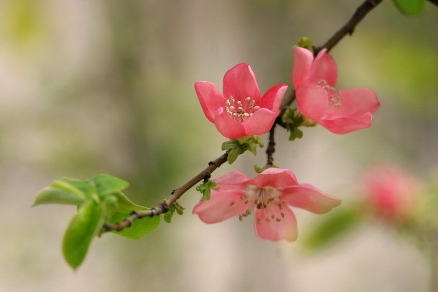 庭のジョウビタキとカリンの花_b0006274_2146485.jpg