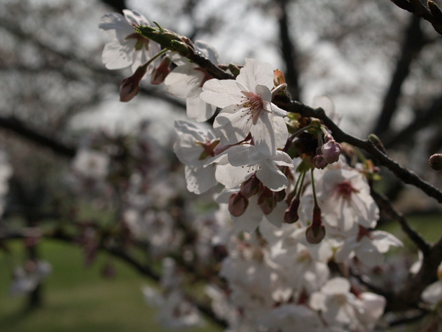 桜_b0021375_14495617.jpg