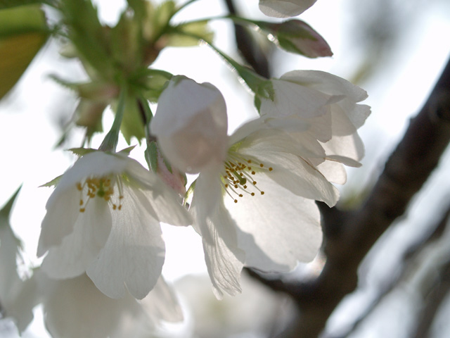 桜_b0021375_1450813.jpg