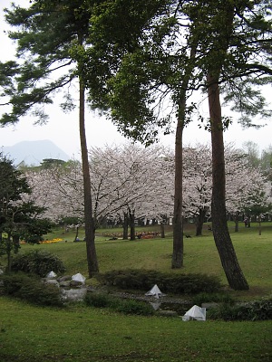 別府公園の“春景”・・・卯月の“桜”_c0001578_23252969.jpg