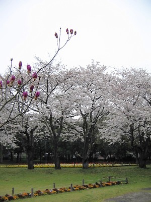 別府公園の“春景”・・・卯月の“桜”_c0001578_23254471.jpg