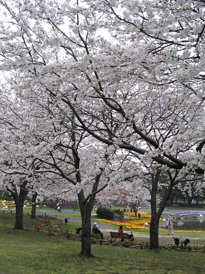 別府公園の“春景”・・・卯月の“桜”_c0001578_2374333.jpg