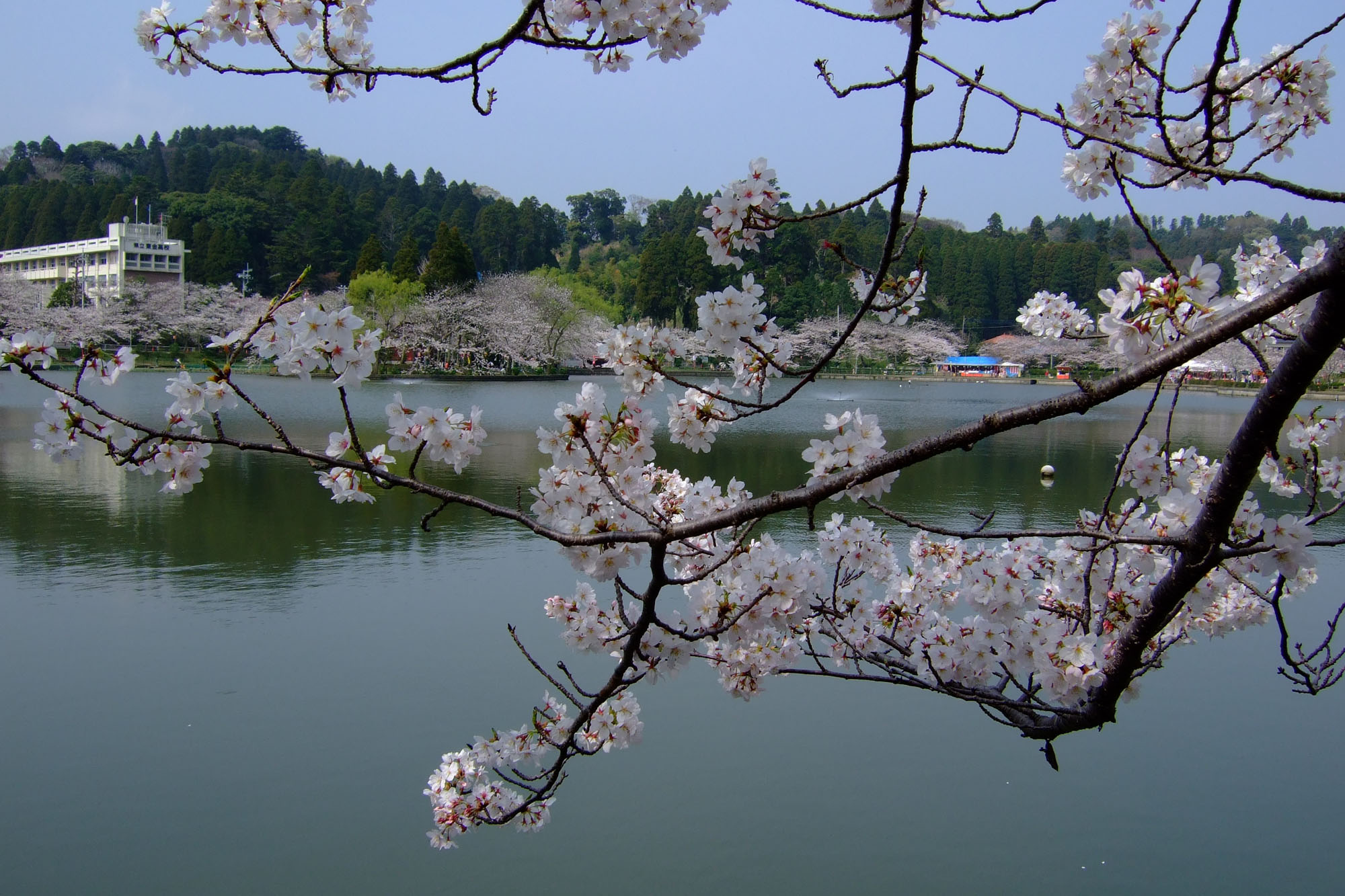 千葉県東金市八鶴湖 はっかくこ 桜まつり Tacデジタル写真館 ゆめ半島ちば
