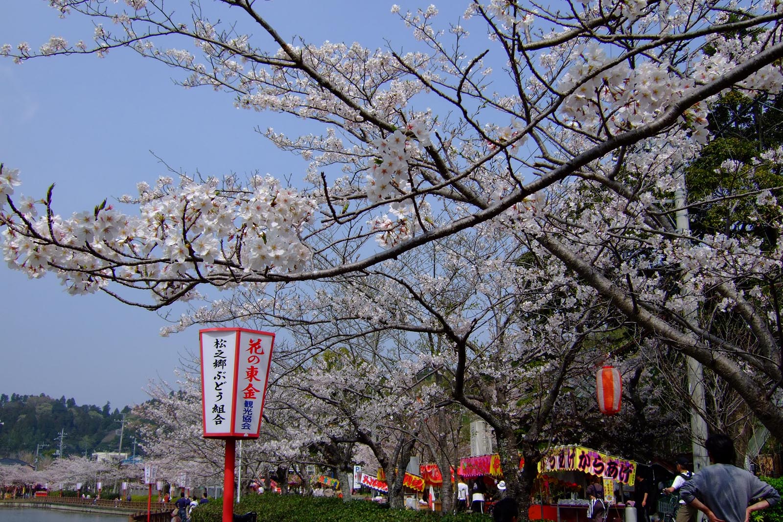 千葉県東金市八鶴湖 はっかくこ 桜まつり Tacデジタル写真館 ゆめ半島ちば