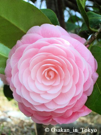 Japanese camellia-2_b0092779_1522868.jpg