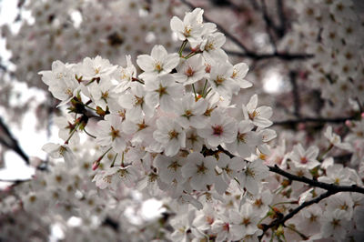 桜_d0074388_2333969.jpg