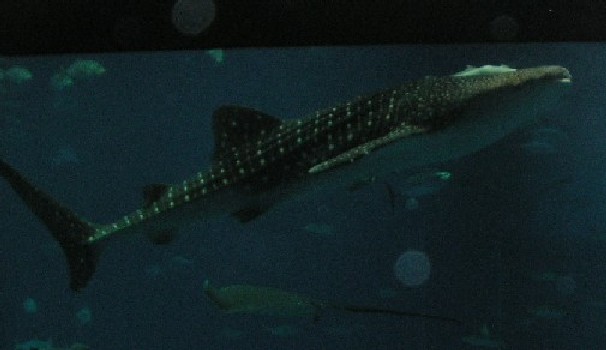 c0108693_22262671.jpg