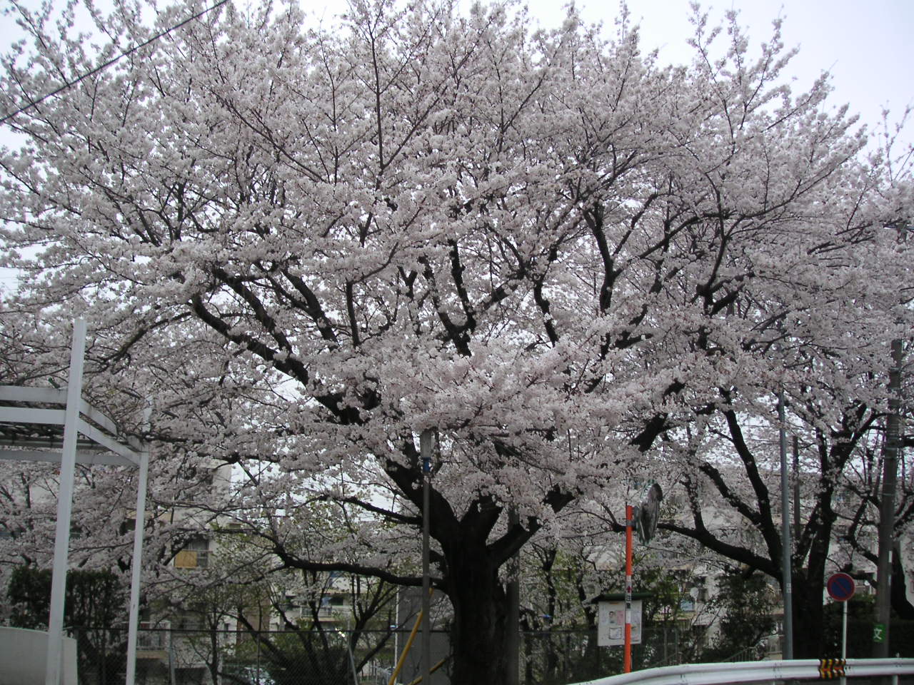 満開の桜_e0017093_18504093.jpg