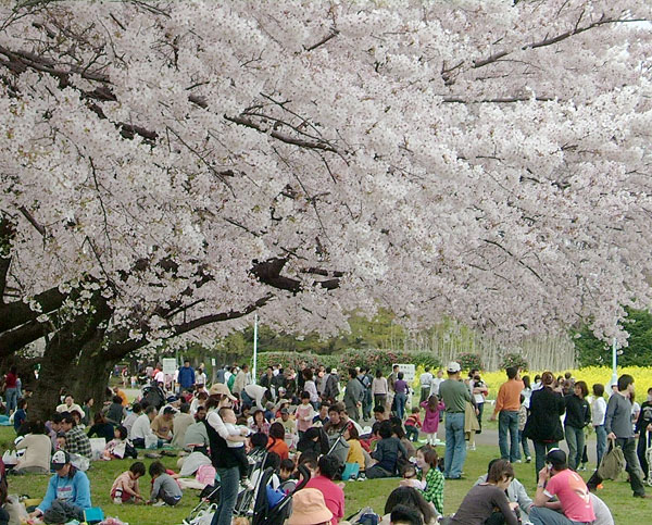 sakura_f0130693_23502491.jpg