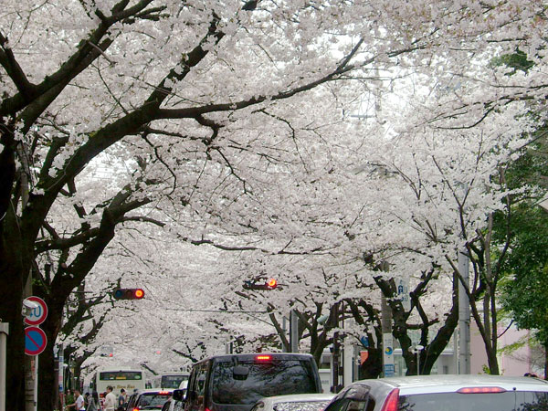 sakura_f0130693_2350475.jpg