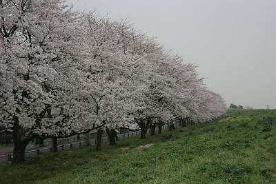 桜満開です_a0095402_18512824.jpg