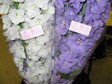 MPS_d0099708_031450.jpg