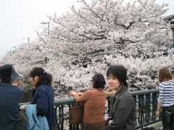 Aprile/2007・・・満開!_d0091909_13484151.jpg
