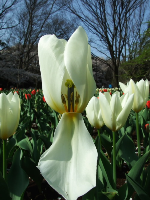 210.  砧公園と三つ池公園、桜の花見撮影_b0014715_20151262.jpg