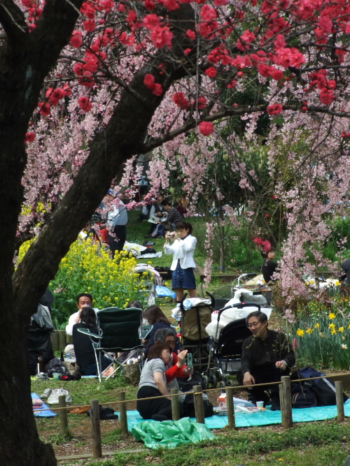 210.  砧公園と三つ池公園、桜の花見撮影_b0014715_20194937.jpg