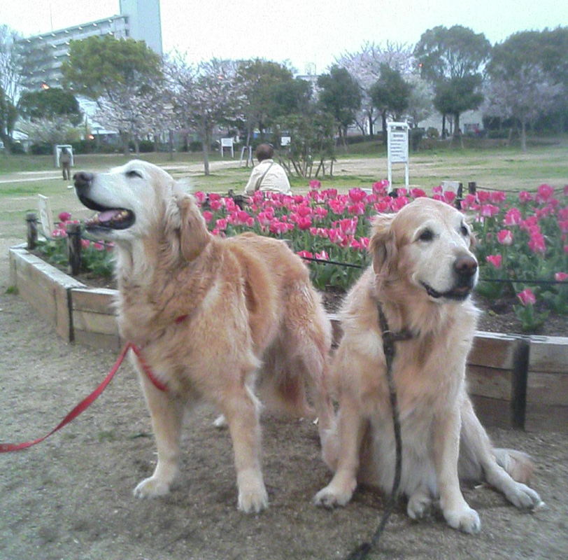 4/2 土日と_a0098418_23335936.jpg