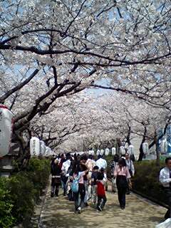 お花見ハイキング　in　鎌倉_e0073418_16493073.jpg