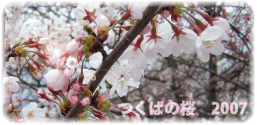 つくばの桜2007＠農林団地_c0041132_2323345.jpg