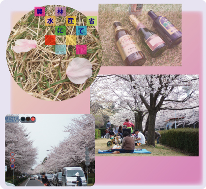 つくばの桜2007＠農林団地_c0041132_2324339.jpg