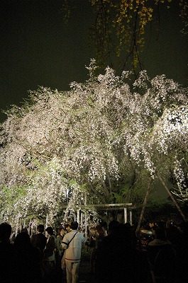 お花見（靖国神社、皇居、六義園）_e0076932_02052100.jpg