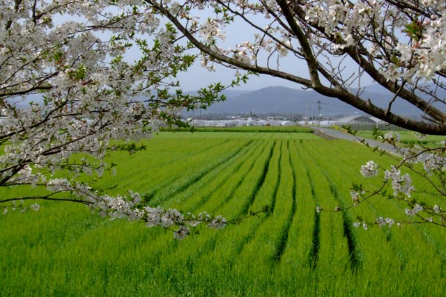 さくらと菜の花_e0002740_22345749.jpg