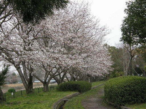 みんなで花見 _f0128542_0292877.jpg