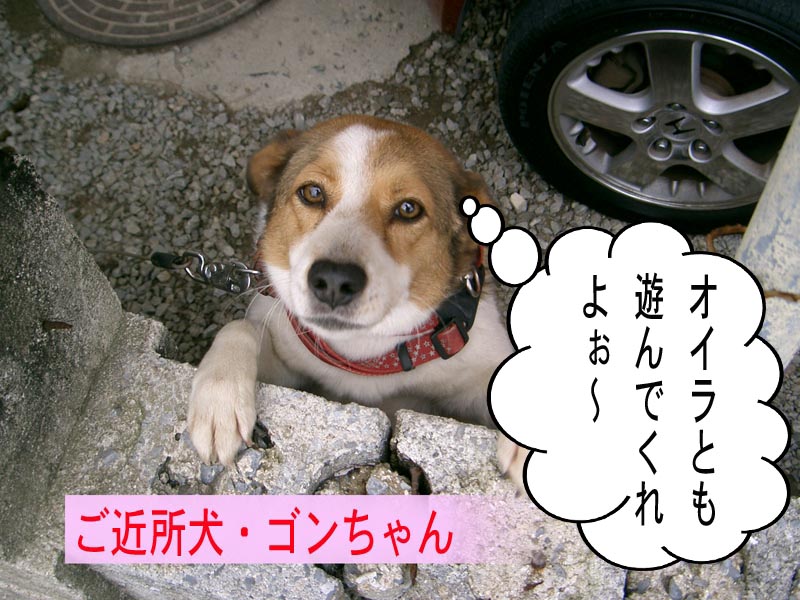 ご近所犬、ゴン太君。_d0091646_1037377.jpg