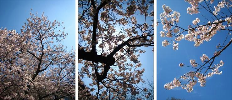 港が見える丘公園の桜_d0103246_7132366.jpg